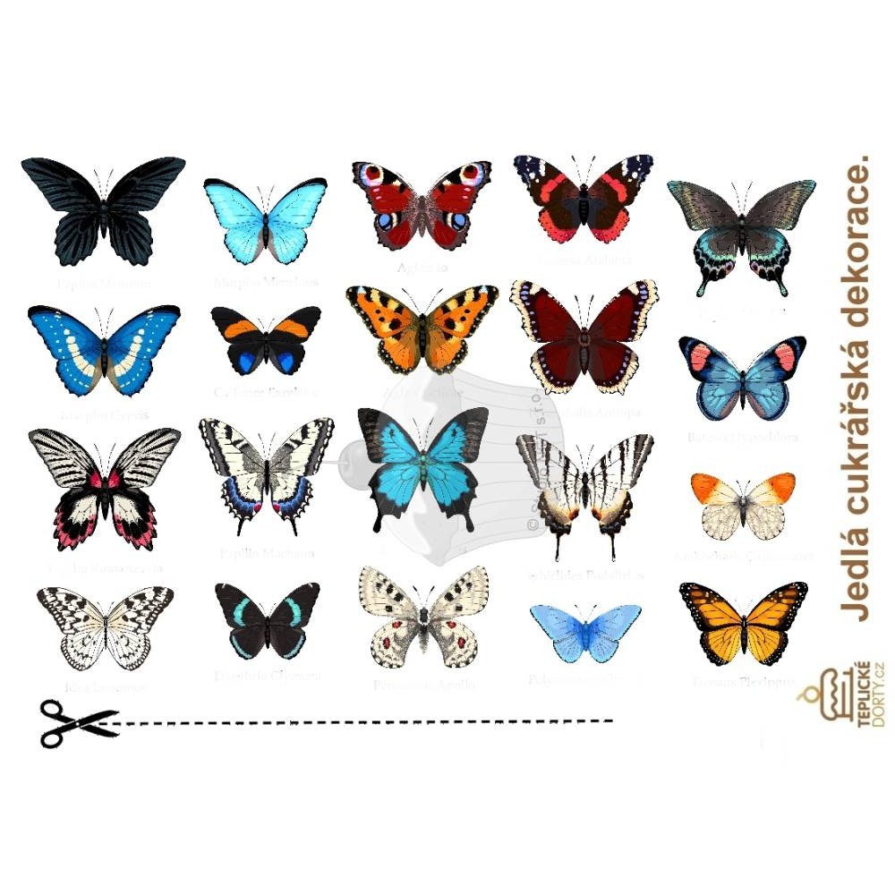 "Amazon Butterflies 20pcs" - A4