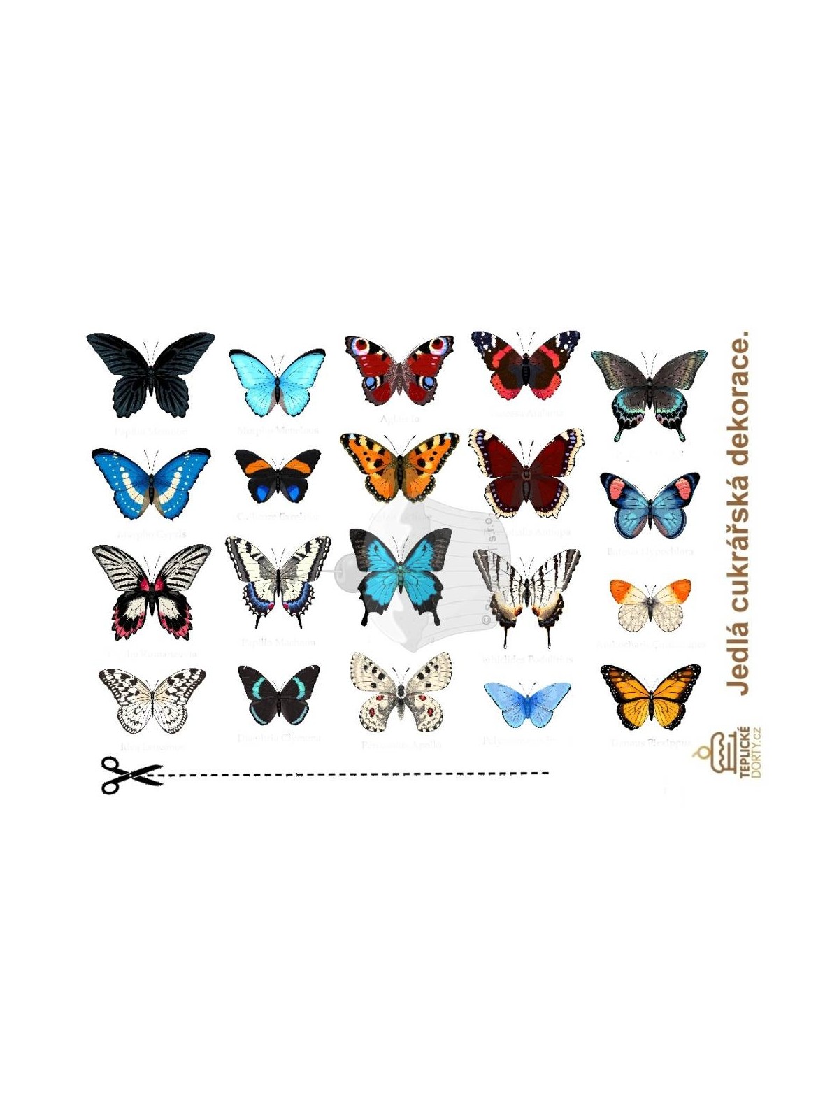 "Amazon Butterflies 20pcs" - A4