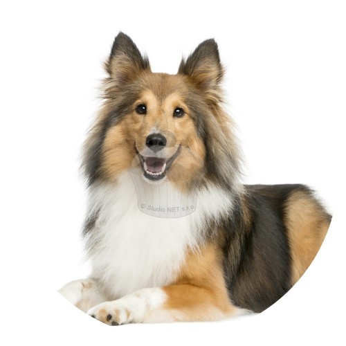 Edible paper "Dogs 4" Sheltie - A4