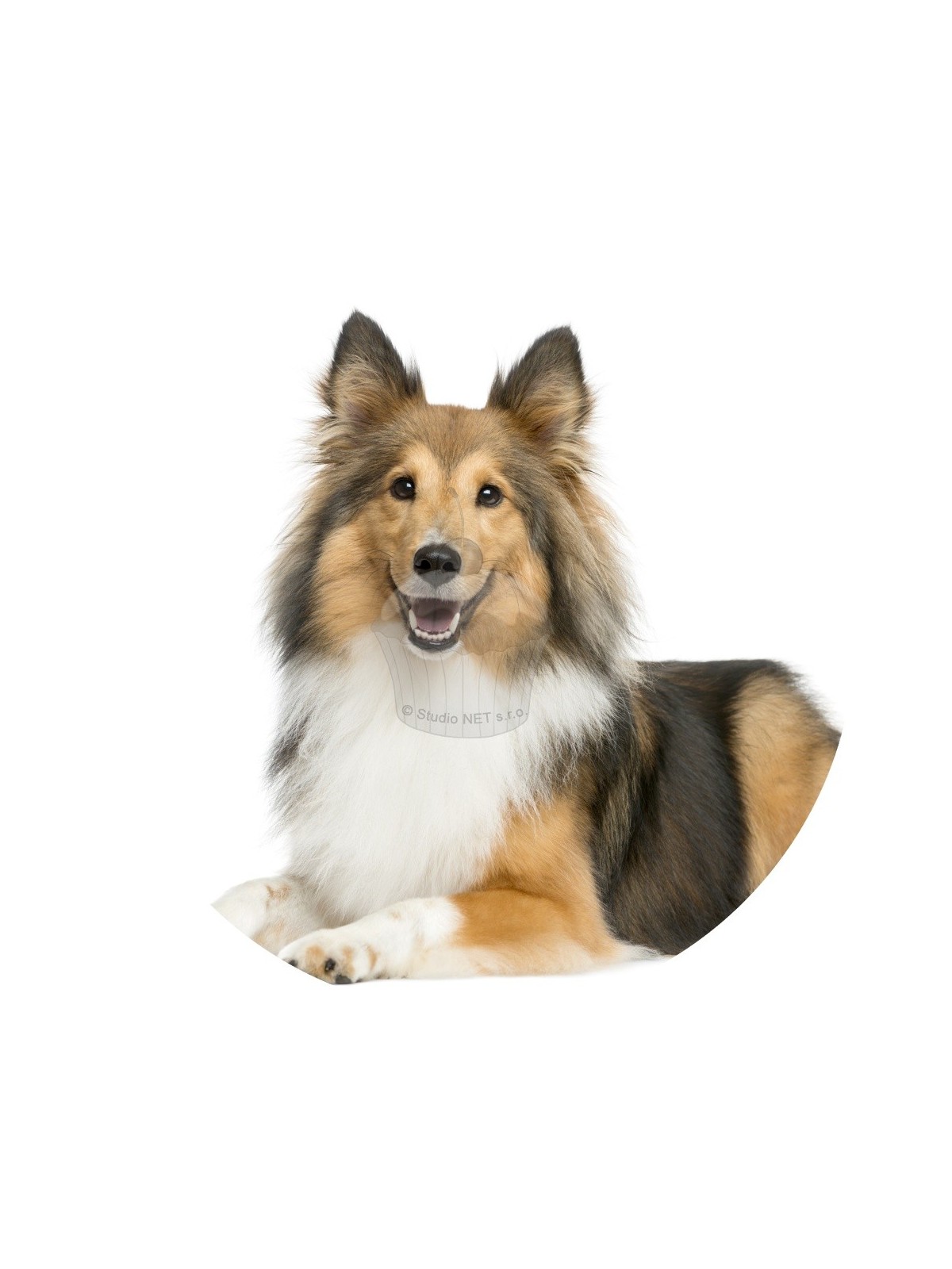 Esspapier "Hunde 4" Sheltie - A4