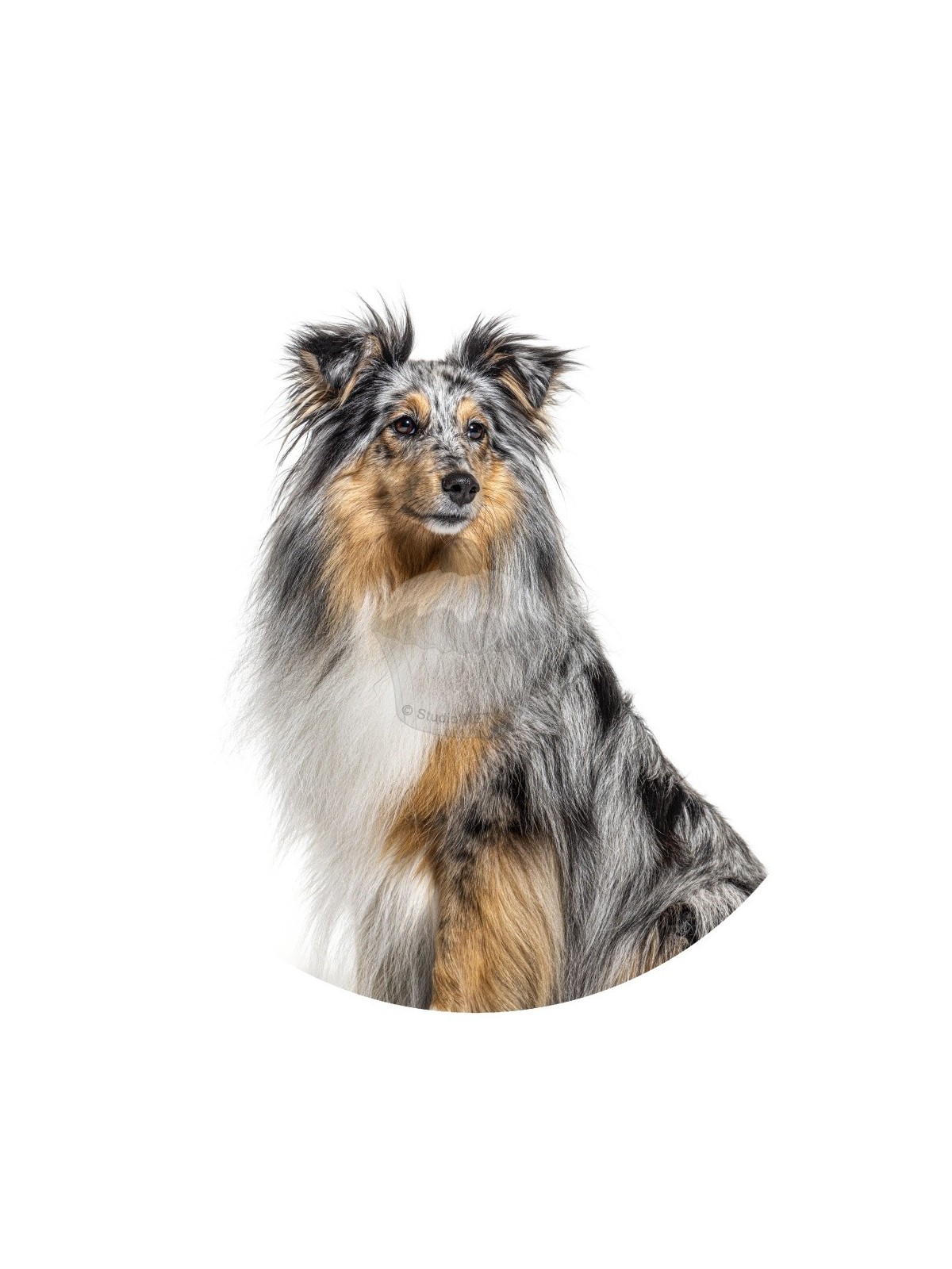 Esspapier "Hunde 5" Australian Shepherd - A4