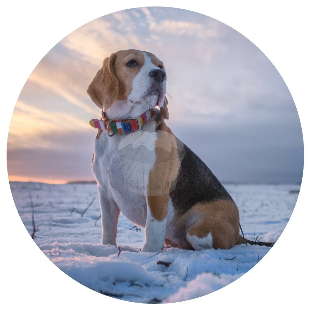 Esspapier "Hunde 11" Beagle - A4