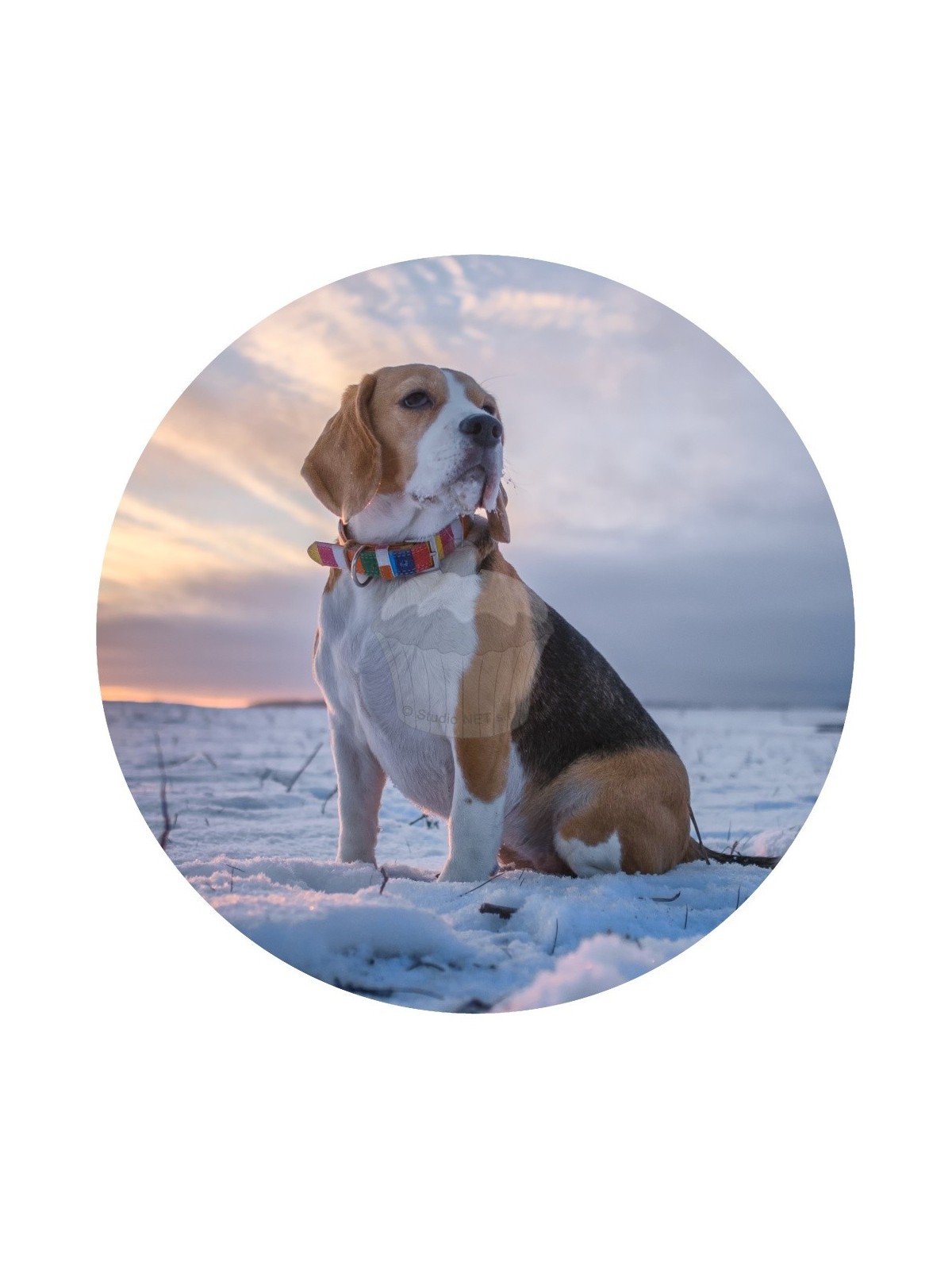 Edible paper "Dogs 11" Beagle - A4