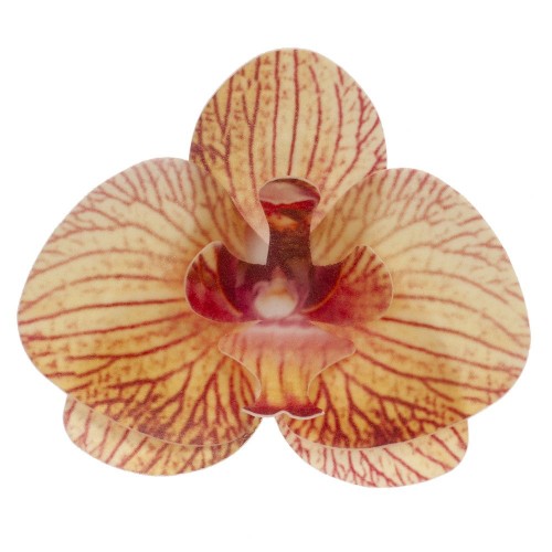 Decor - Edible paper - yellow orchid - 10 pieces