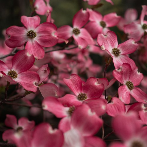 Pruner - Flowering Dogwood 3pcs