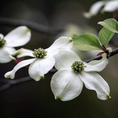 Pruner - Flowering Dogwood 3pcs