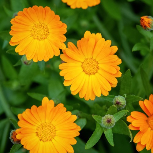 FunCakes suszone kwiaty jadalne - Marigold - 5g