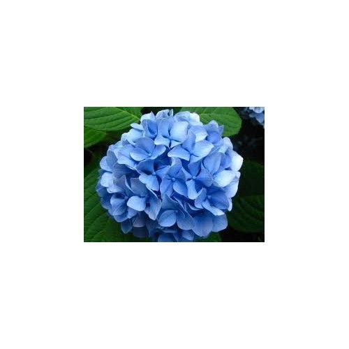 Silicone vein maker - Small hydrangea