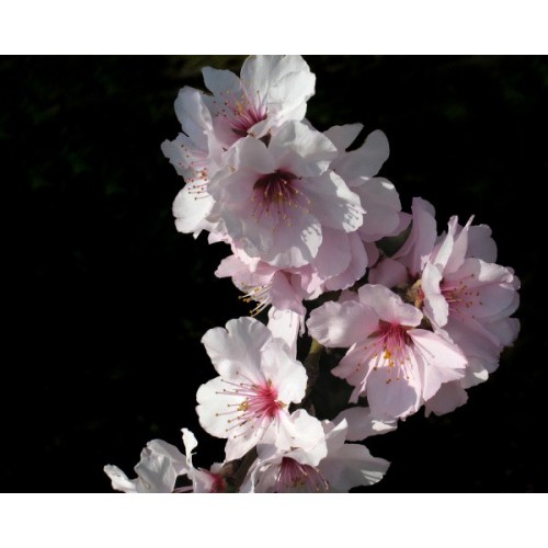 Pavoni - Doppelseitige Eindruck mit Ausstecher - Kirschblüte