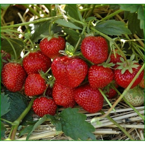 Erdbeerearoma - 20 ml