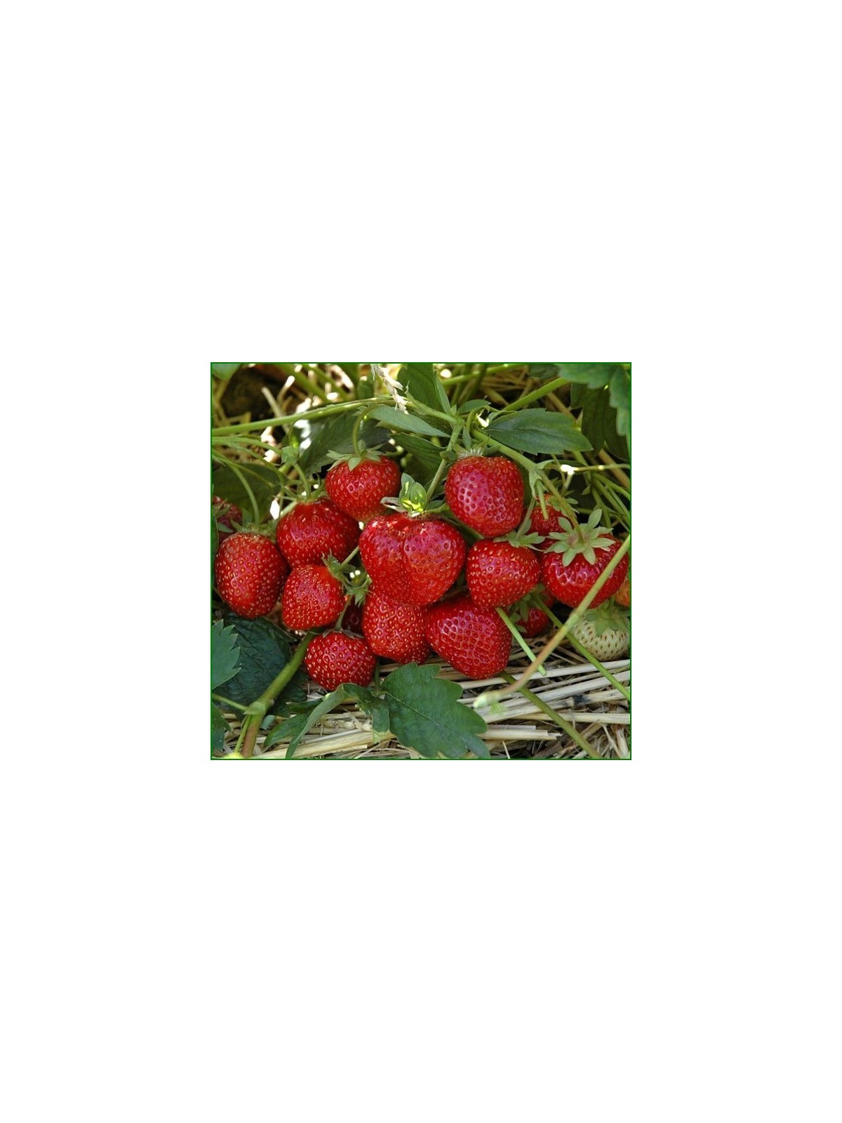 Erdbeerearoma - 20 ml