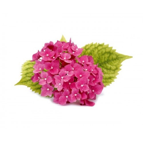Pavoni Veiner + Ausstecher - Hortensien Blütenblatt