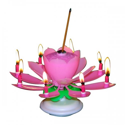 Singing lotus flower pink