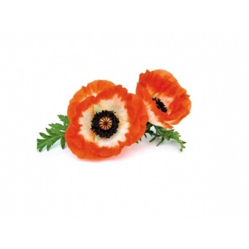 Pavoni Venenabnehmer + Ausstecher - Wolf Mohn - Blatt