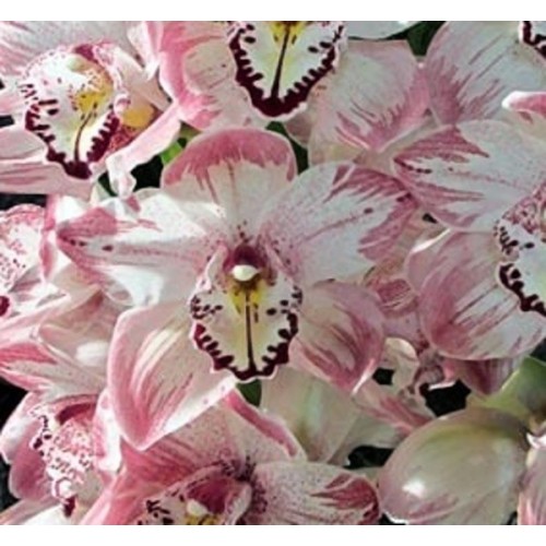 PME Cymbidium Orchid - sada vykrajovátek - Orchidej - malá