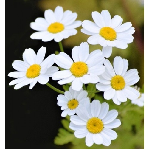 Set of toothpicks - daisy - 4 pcs