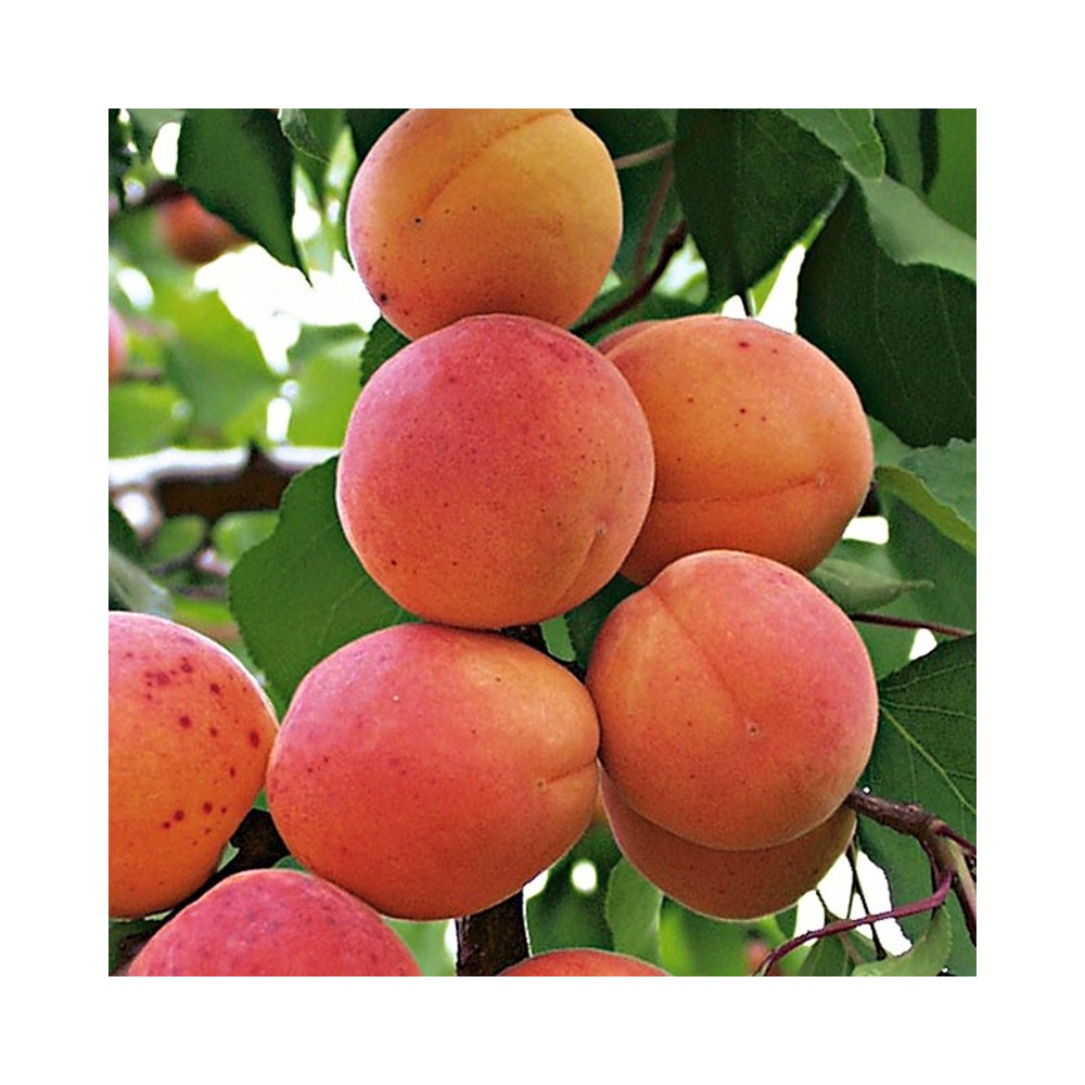 Flavouring 20 ml  - APRICOT